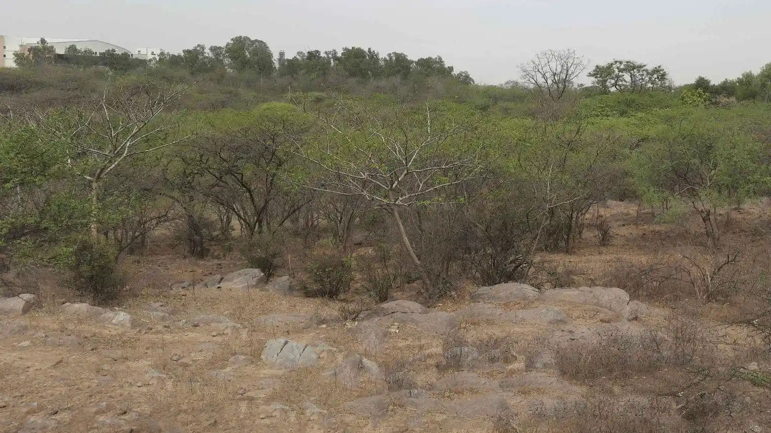 South Part of Central Ridge Forest